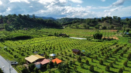 THAILAND LIFESTYLE ESTATE, DURIAN ORCHARD & ESTABLISHED CAFÉ BUSINESS | Baht 25M